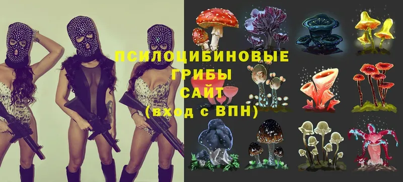 Псилоцибиновые грибы Cubensis  Козьмодемьянск 